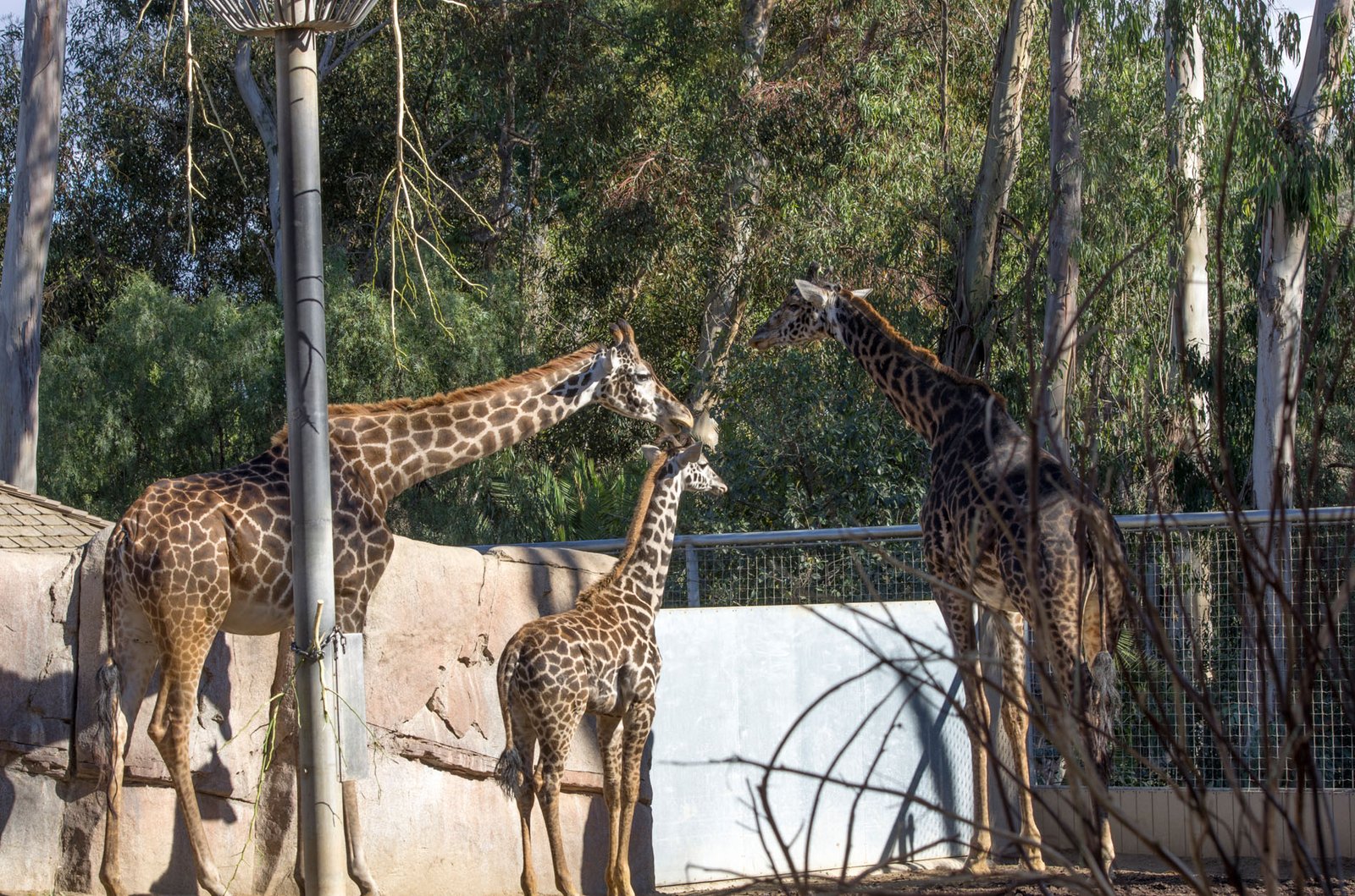 San Diego Zoo Part I 019
